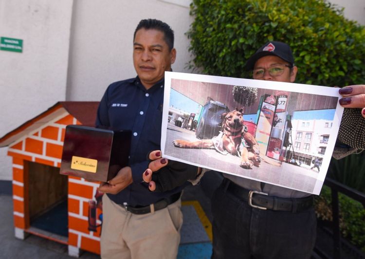 Solovino, el perrito despachador de Toluca, muere tras ser atropellado