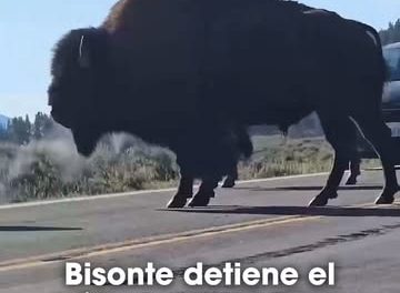 Un bisonte cruza con calma una carretera de Yellowstone