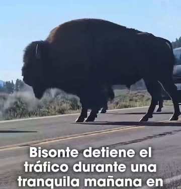 Un bisonte cruza con calma una carretera de Yellowstone