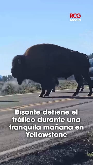 Un bisonte cruza con calma una carretera de Yellowstone