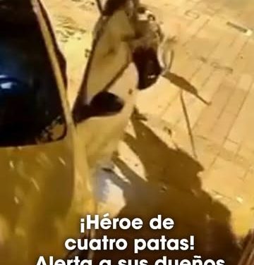 Los ladridos de su perro los salvan de un intento de robo